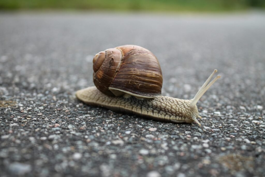 Why Your PC Is Running Slow: A Macclesfield Technician’s Guide to Speeding It Up Macro shot of a snail with a spiral shell moving slowly across an asphalt road.